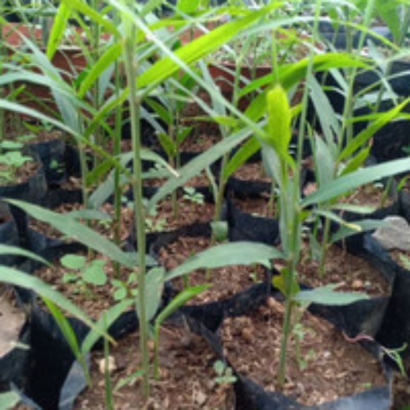 bibit super unggul jahe merah siap tanam