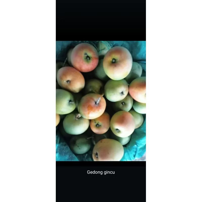 

mangga gincu