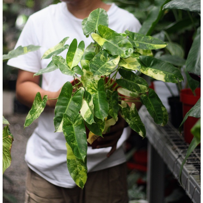 Philodendron Brulemarx Variegata Tanaman Hias Yogyakarta