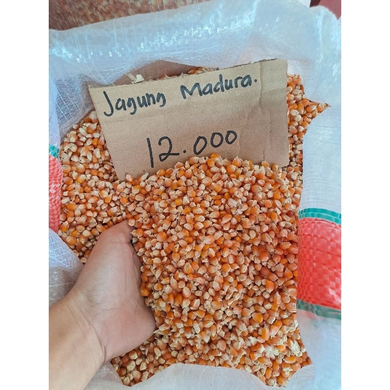 

jagung madura
