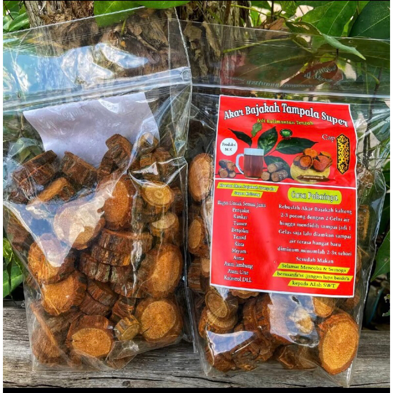 

Akar Bajakah Kalimantan Mengatasi Kanker 1kg Asli Kalimantan Selatan