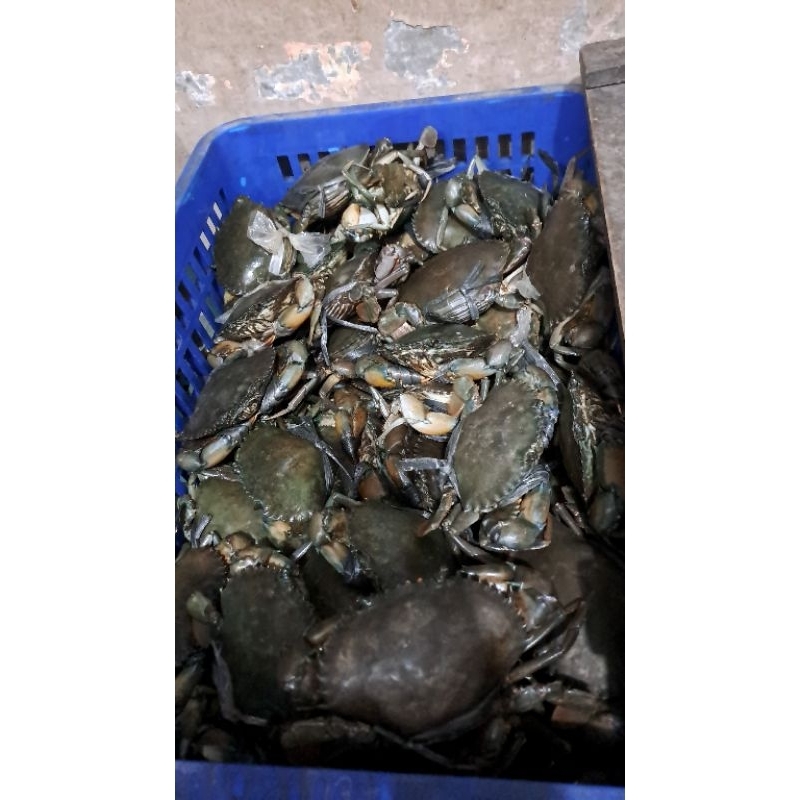 

Kepiting jantan 4 ekor/kg