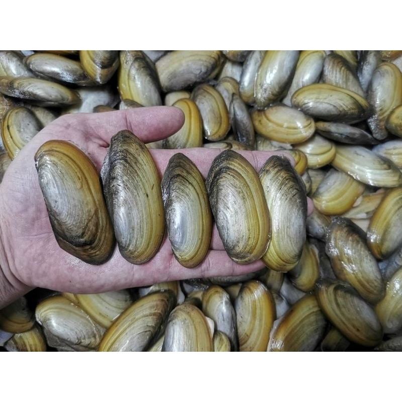 KERANG KIJING HIDUP UKURAN 4--6cm