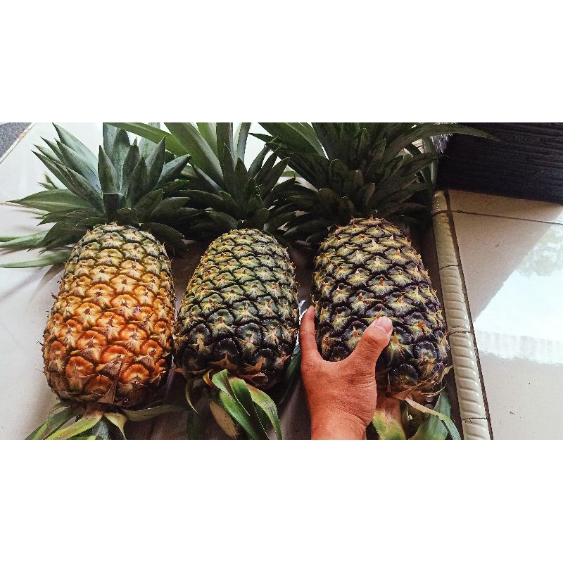 50 Batang Bibit Nanas Madu Subang