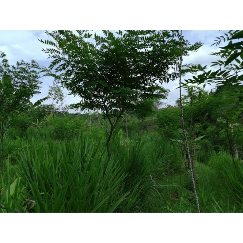 Bibit Rumput Odot