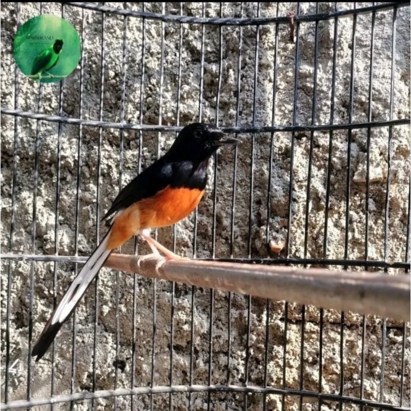 Burung Murai Batu Muda Hutan Gacor Fullset