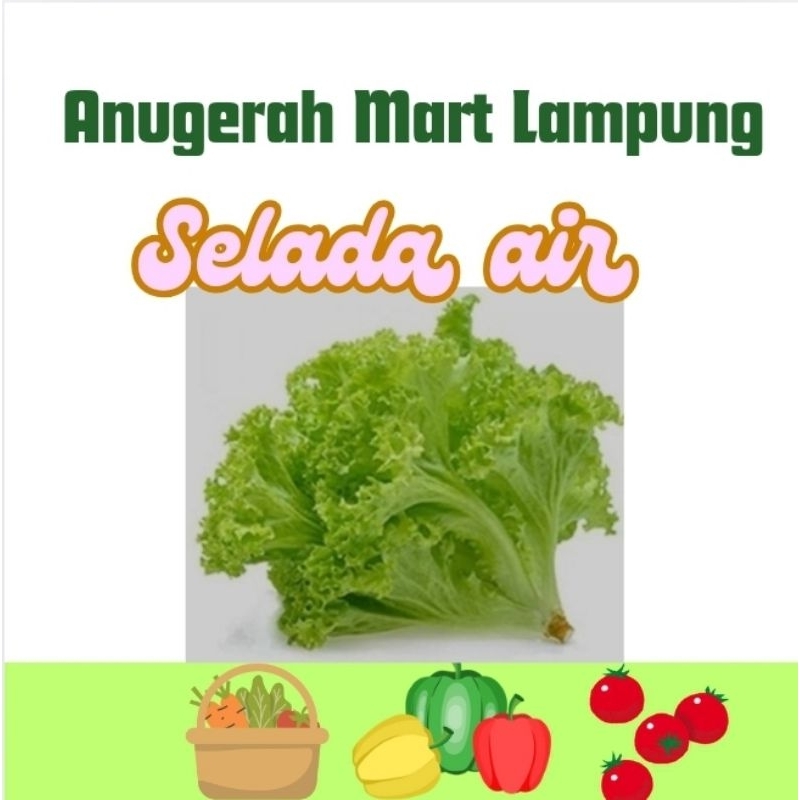 

Selada air Sayuran Segar perikat Anugerah Mart Lampung