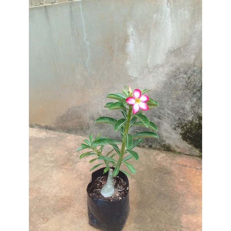 Tanaman Adenium kamboja bahan grafting