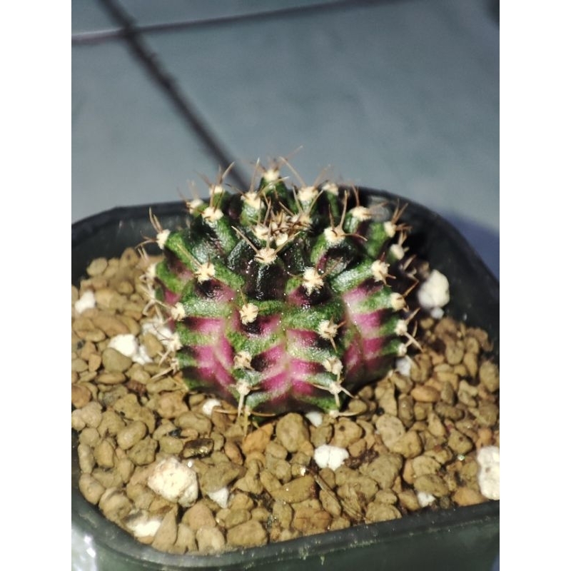 Kaktus Gymnocalycium T-Series