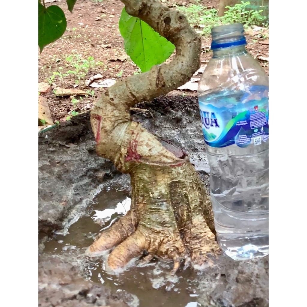 BAHAN BONSAI WARU INDIA BESAR SIAP PINDAH POT BENTUK MENARIK