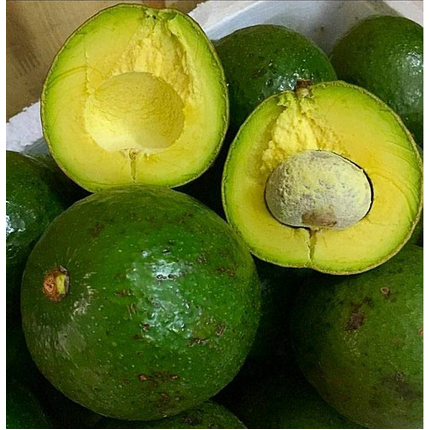 bibit alpukat markus buah besar daging tebal dikirim full medioa 1 kg