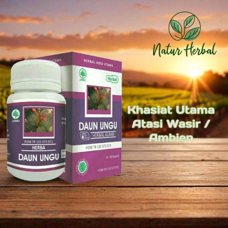 Hiu Daun Ungu Herbal Untuk Wasir Ambeien