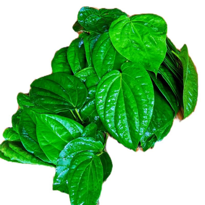 

DAUN SIRIH | 100 LEMBAR DAUN SIRIH HERBAL DAUN SEGAR