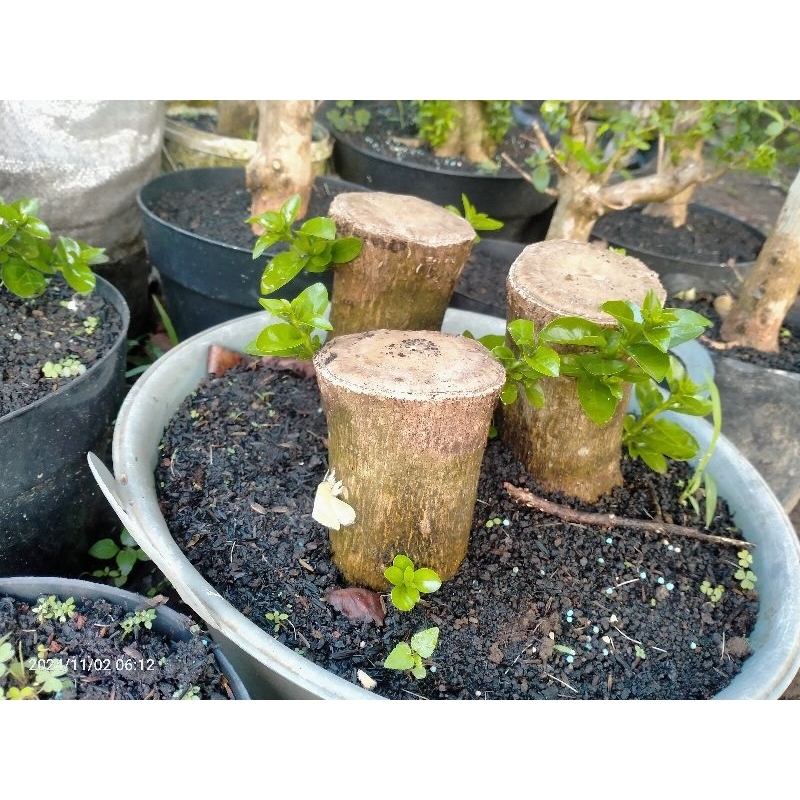 bahan bonsai sancang cangkok