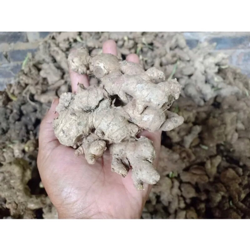 

JAHE EMPRIT FRESH 500-1000g