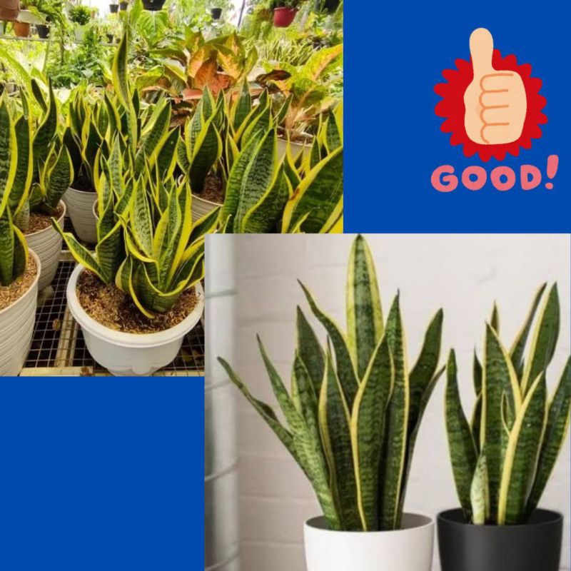 10 Pohon Tanaman Lidah Mertua Mini, Tanaman Lidah Mertua Kecil, Tanaman Lidah Mertua Kuning