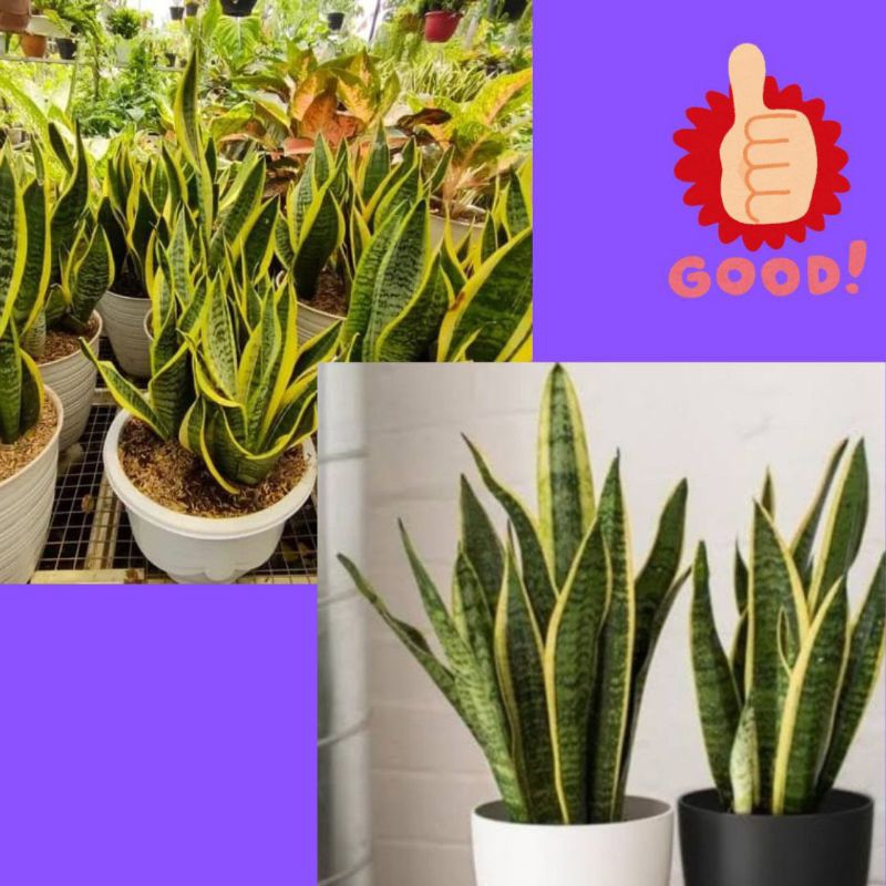 Benih Lidah Mertua, Bunga Lidah Mertua Mini, Bunga Lidah Mertua Mini Hidup