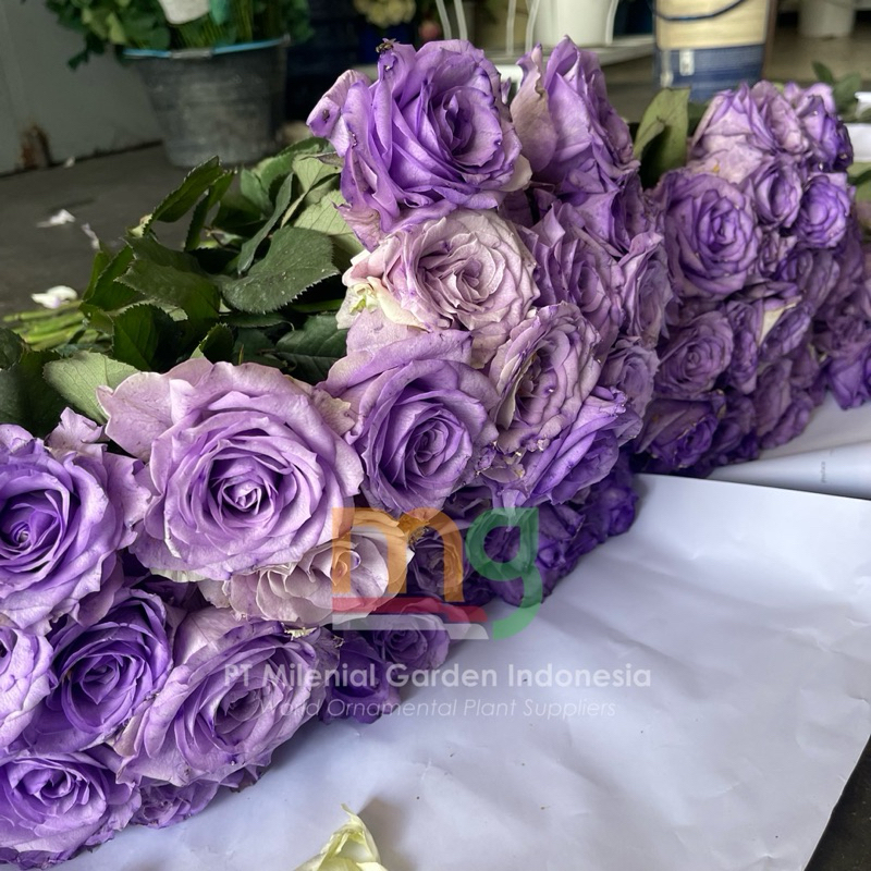 bunga potong mawar ungu isi 1 kodi 20 batang mawar bandung dekorasi wedding buket pas bunga