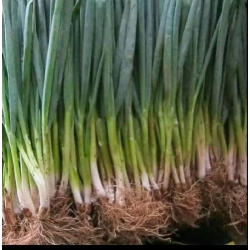 

daun bawang