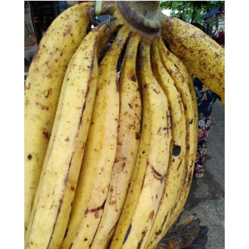 

Pisang Tanduk satuan/eceran ekonomis murah Bandung