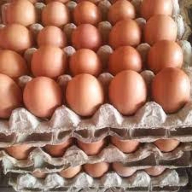

DA Telur Ayam Negeri 1 Tray isi 30 Butir