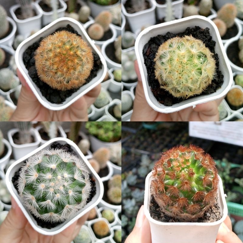 Kaktus Mammillaria Carmenae