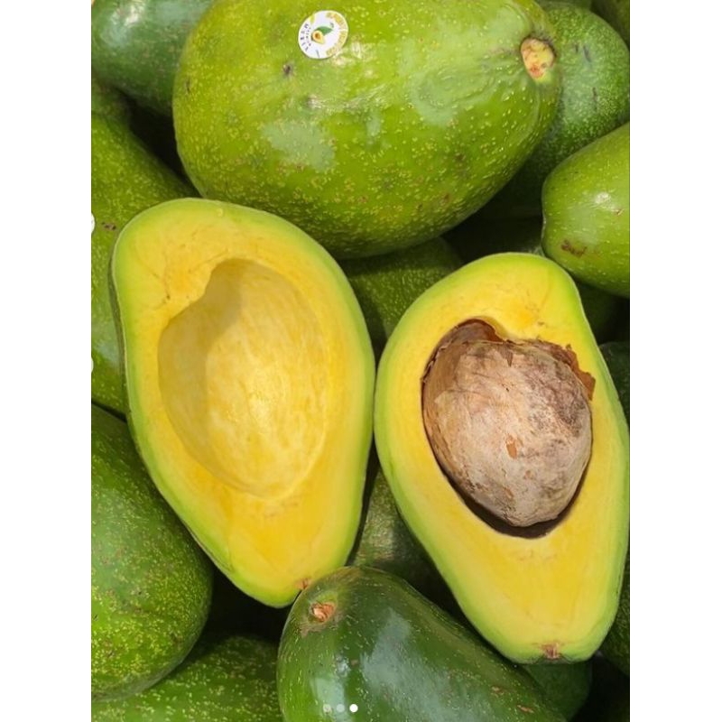 

ALPUKAT MENTEGA JUMBO GARANSI 1 KG 2-3 BUTIR