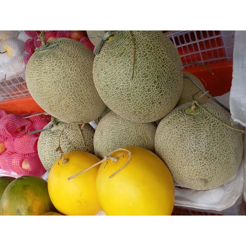 

Melon Orens Manis