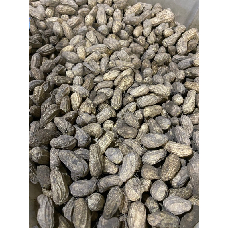 

kacang tanah fresh