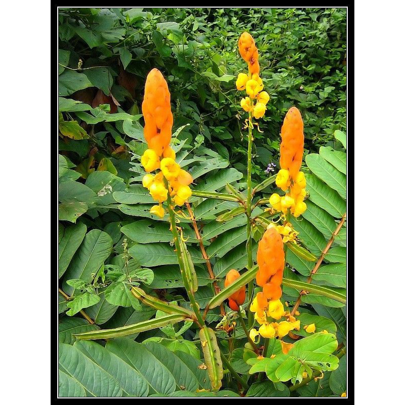 

daun ketepeng atau Kimanila segar obat gatal gatal 250 grm