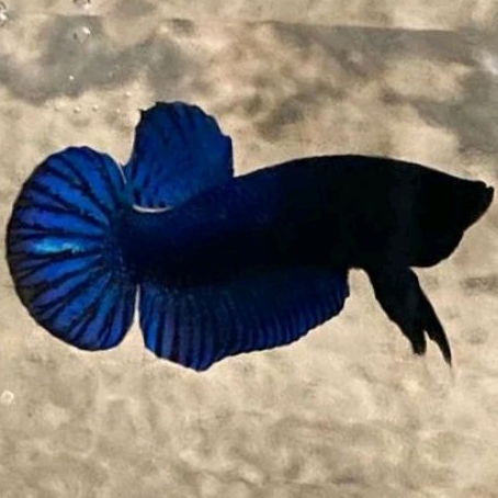 Ikan Cupang Aduan Fighter Import Vietnam X MDS Medan Super Rawatan Berkualitas