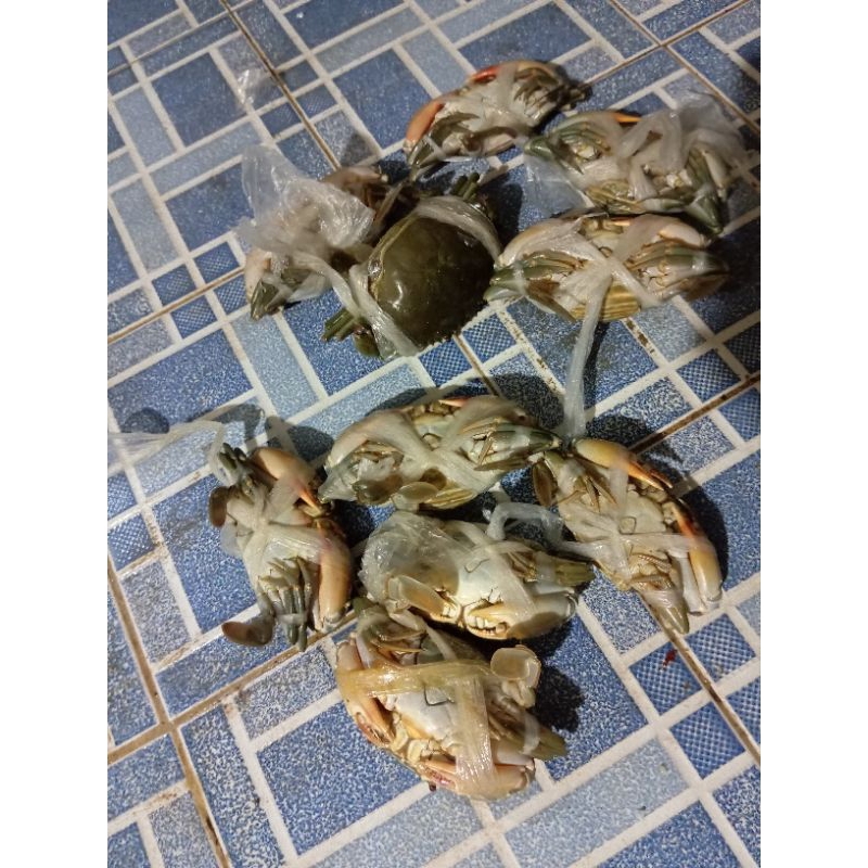 

KEPITING KEPITING PILIHAN.