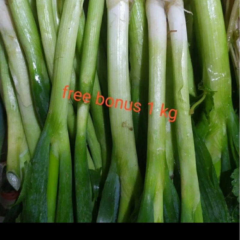 

daun bawang besar 250gr + gratis bonus