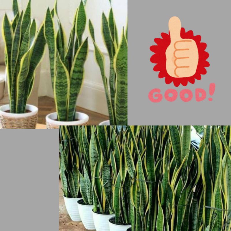 10 Pohon Tanaman Lidah Mertua Mini, Tanaman Lidah Mertua Kecil, Tanaman Lidah Mertua Kuning