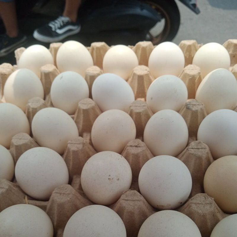 

telur