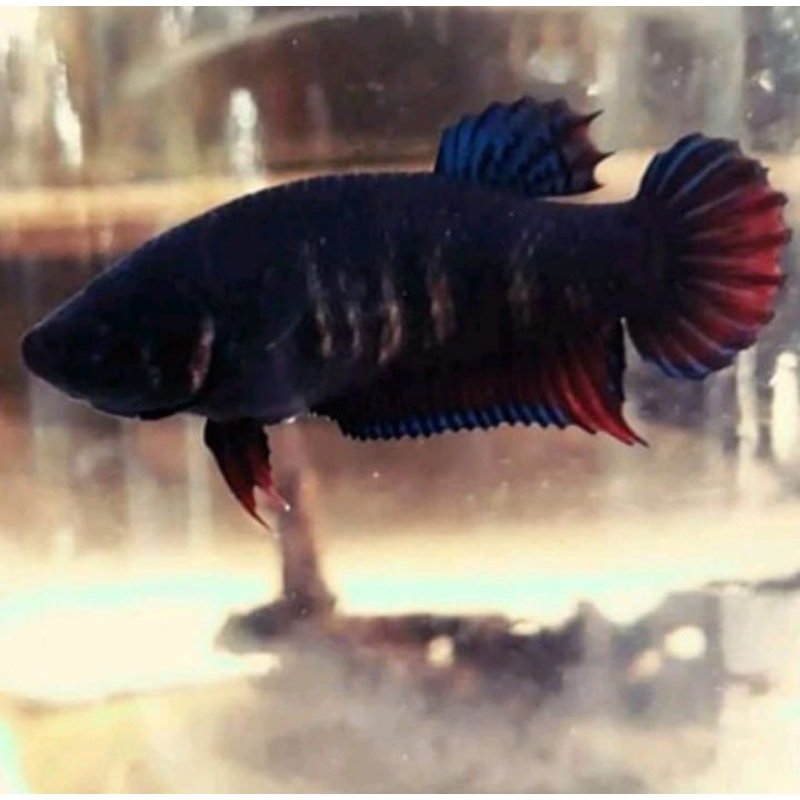 Ikan Cupang Aduan Fighter Import Betina Singapure Original Indukan Siap Kawin