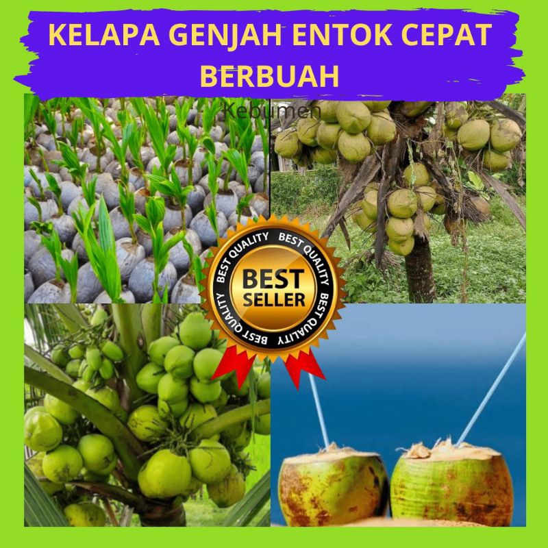 Kelapa Kuning Pendek, Bibit Kelapa Kopyor Madu, Bibit Kelapa Kecil isi 5 bibit