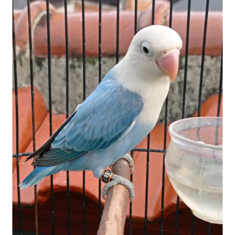 Burung Lovebird Biola Blue