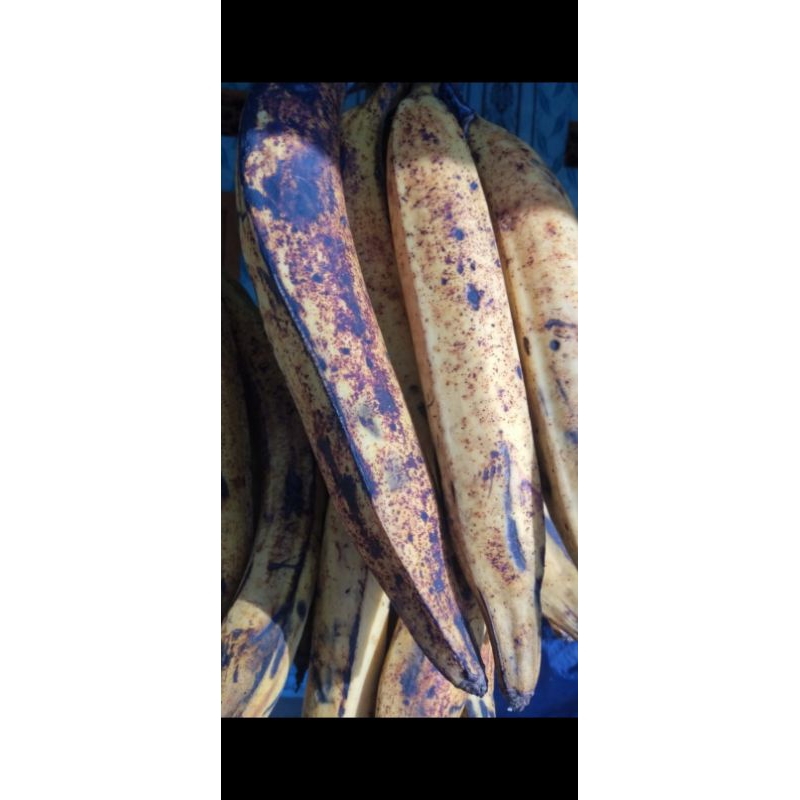 

Pisang Tanduk madu fress