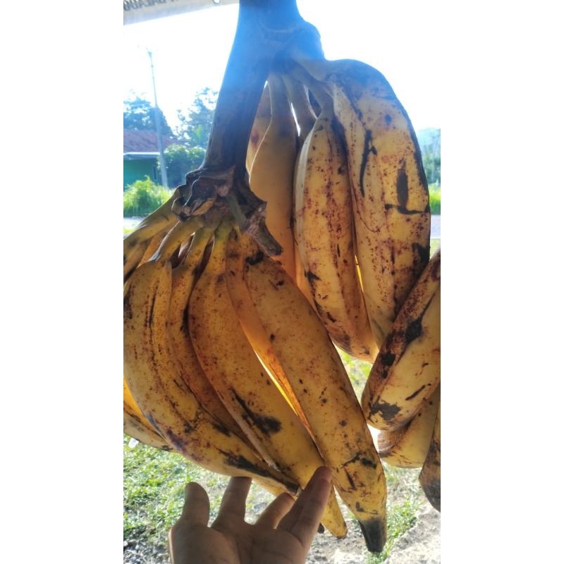 

Pisang Tanduk Madu