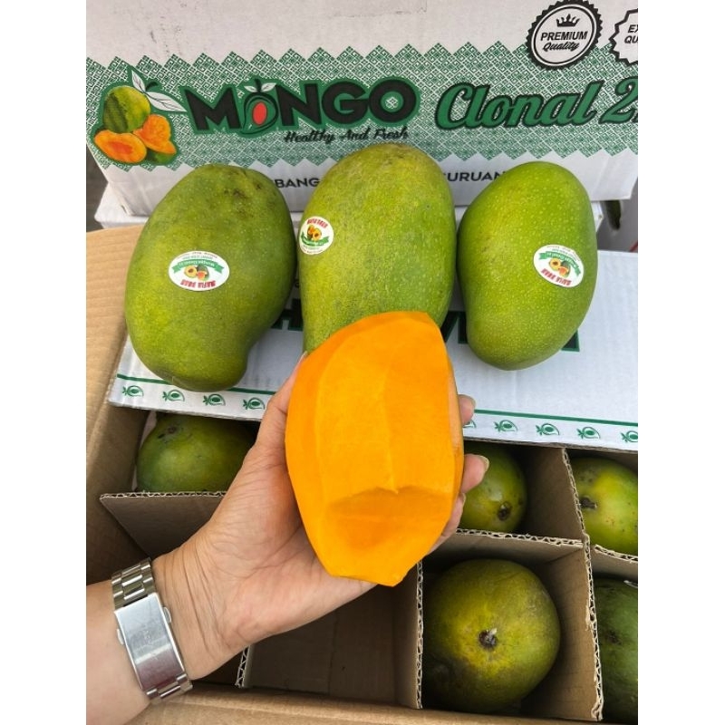 

Mangga alpukat clonal MP