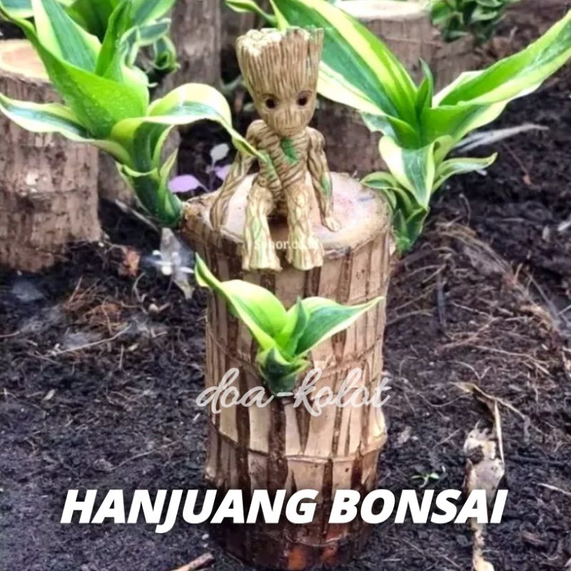 Hanjuang Besi Hanjuang Brazilian Woods Bahan Bonsai Sudah Bertunas