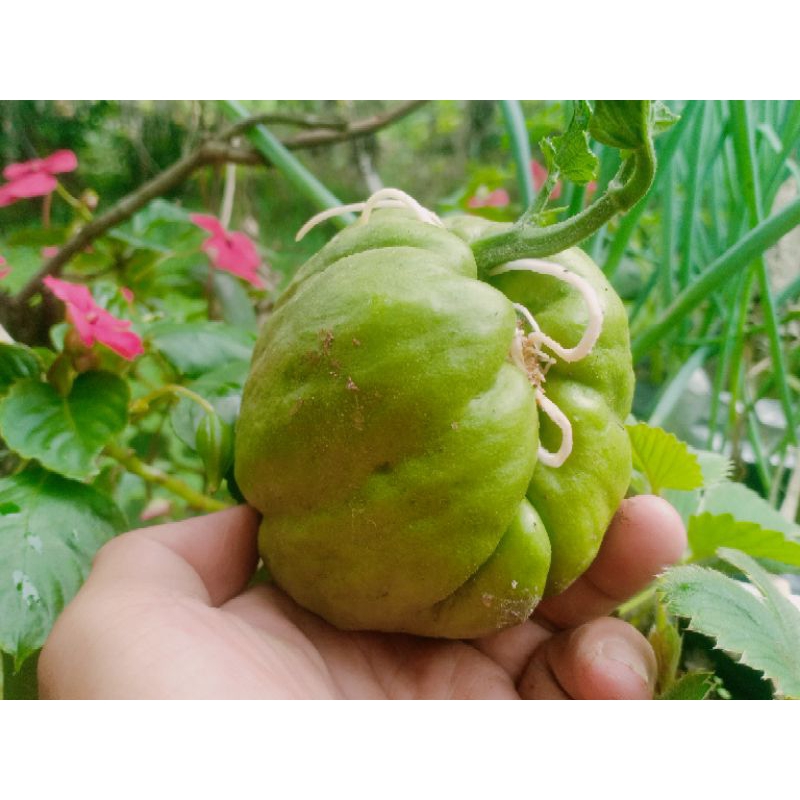 

benih labu siam siap tanam
