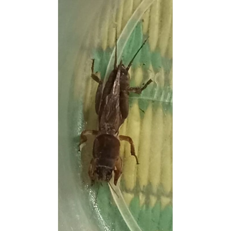 Orong orong atau gaang per 25 ekor