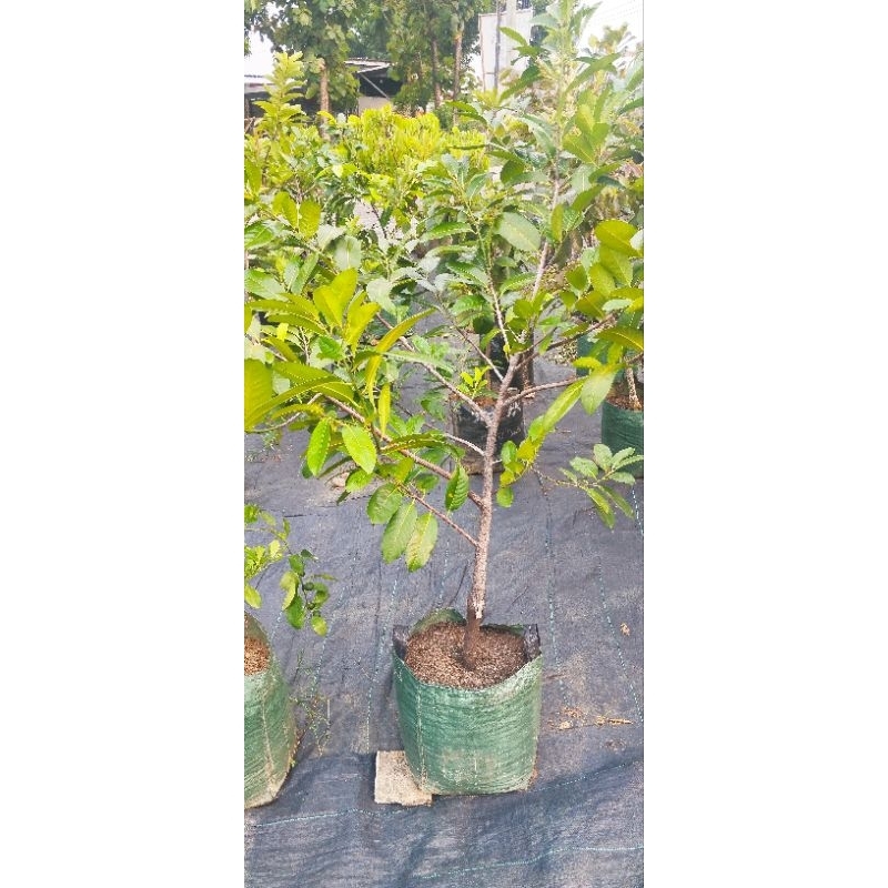 Black Sapote Matt Giant Berbuah