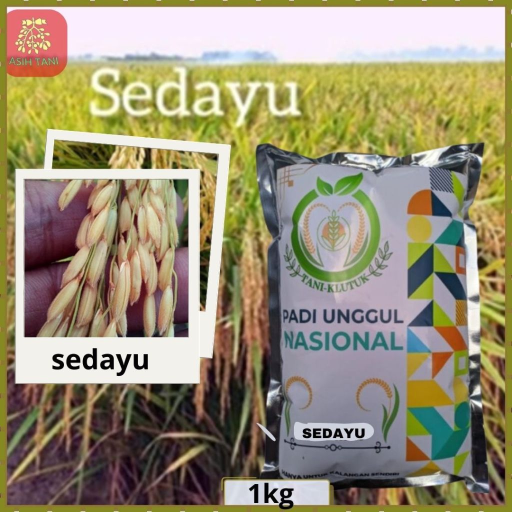 Benih Padi Sedayu , Bibit Padi Sedayu Kemasan 1kg