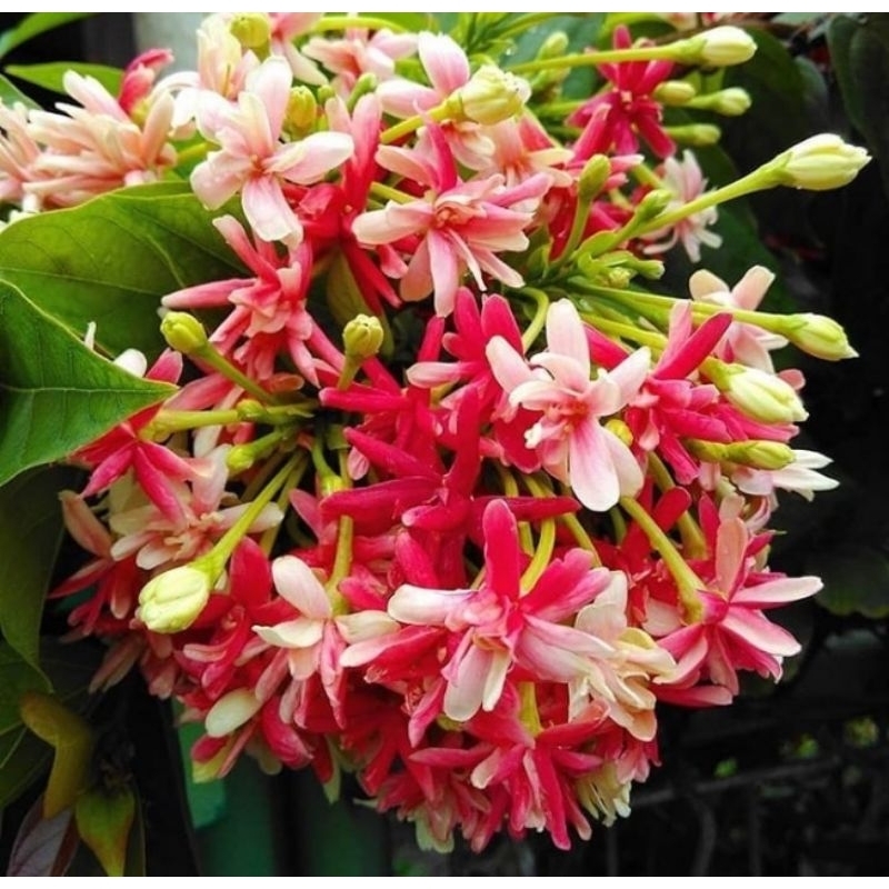 Bunga melati belanda merambat bunga harum