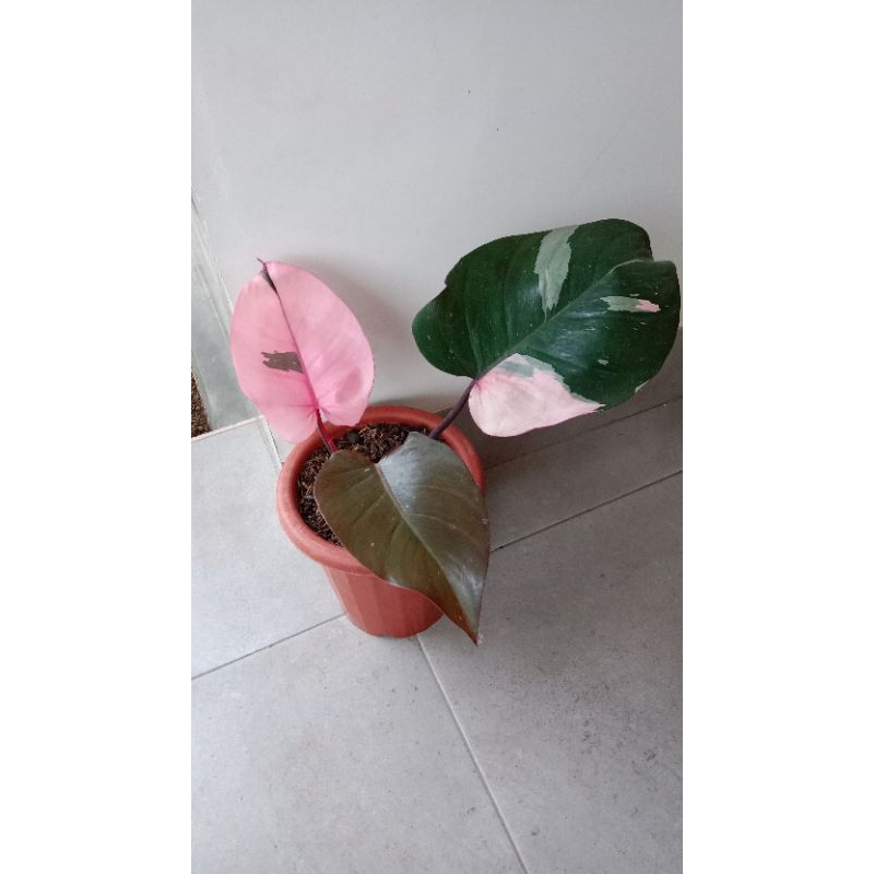 Philodendron Pink Princes