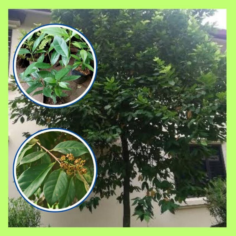 Pohon Salam, Pohon Salam Cangkok