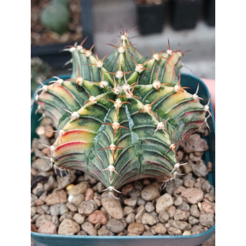Gymno Hybrid Variegata | Kaktus | Miha